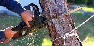 Trusted Leonardo, NJ Tree Services Experts