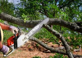 How Our Tree Care Process Works  in  Leonardo, NJ